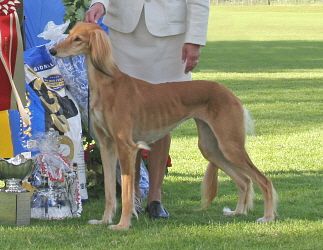 Saluki Pants