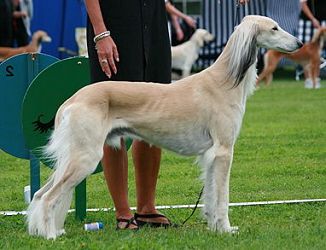 Silver saluki hot sale