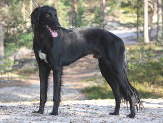 Saluki - The Breed Archive