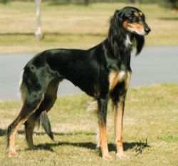 black and tan saluki