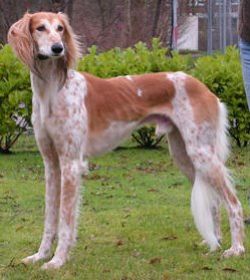 Saluki The Breed Archive