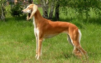 El saluki sales