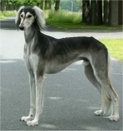 Grey saluki best sale