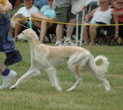 blonde saluki