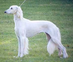 Blue saluki deals