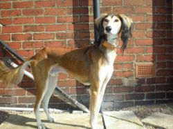 Saluki - The Breed Archive