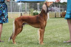 red saluki