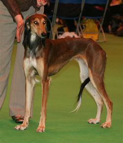 Baby saluki best sale