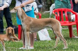 Saluki - The Breed Archive