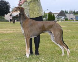 Smooth 2024 coated saluki