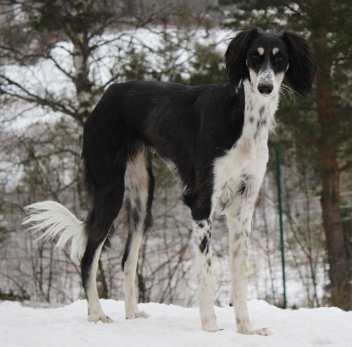 Saluki The Breed Archive