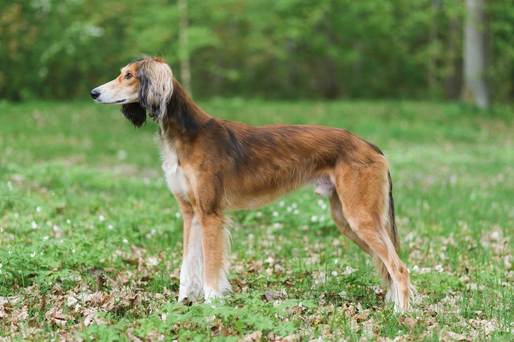 Red saluki store