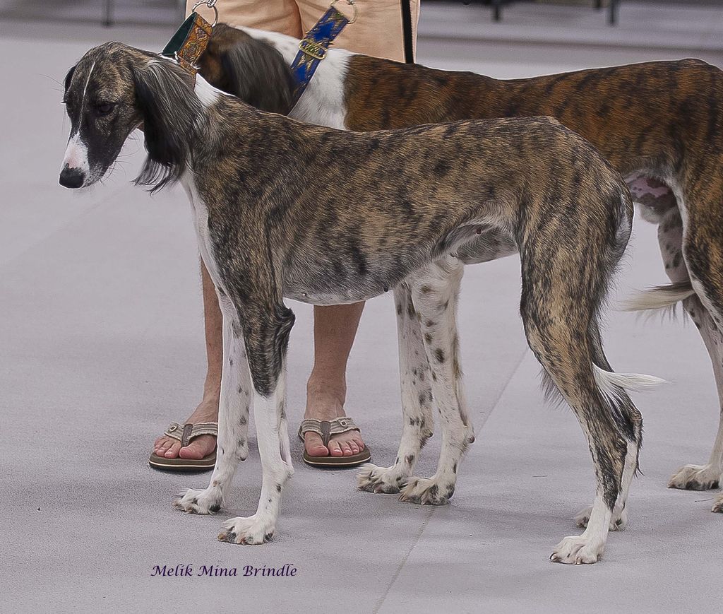 brindle saluki