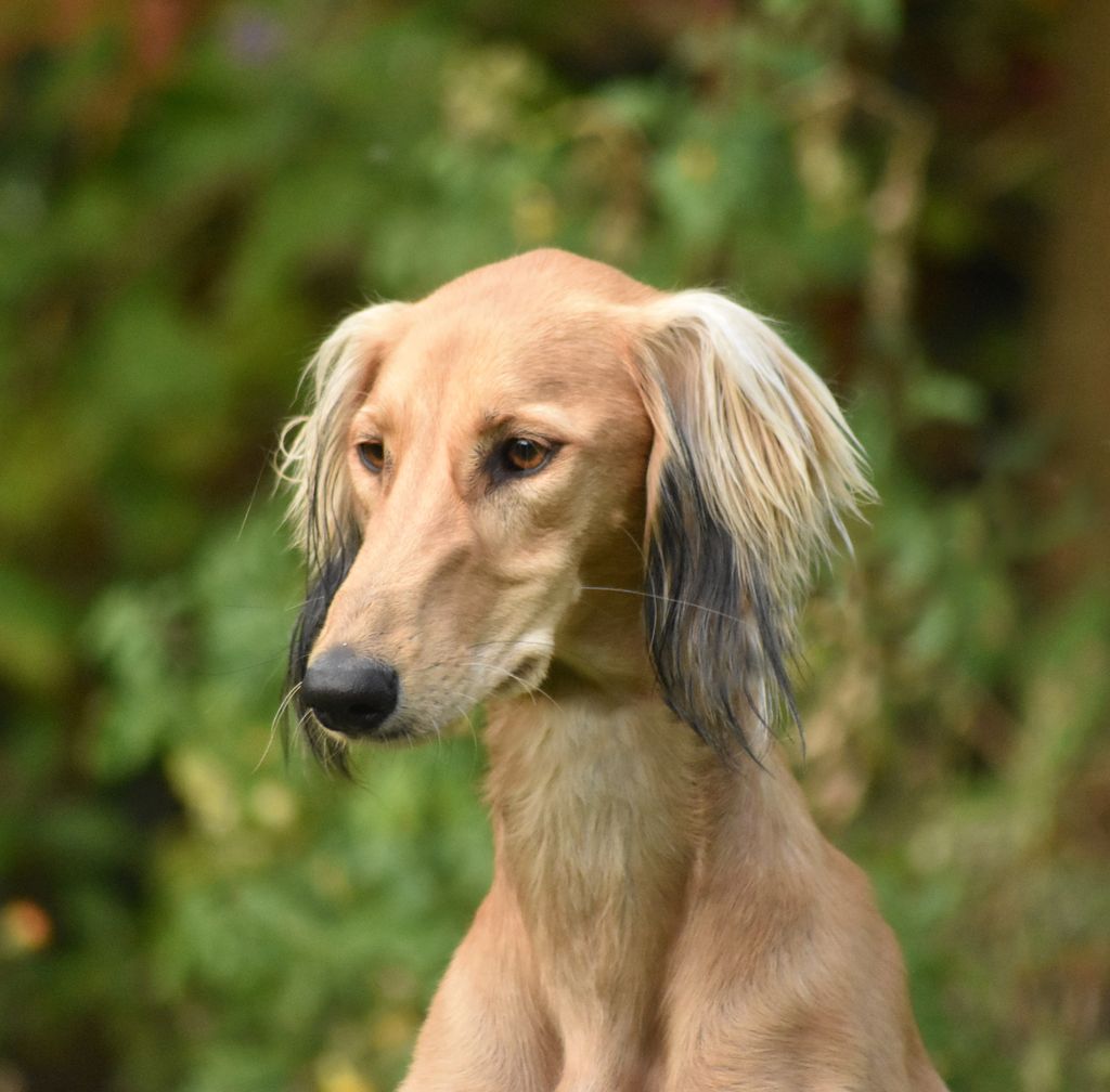 Saluki - The Breed Archive