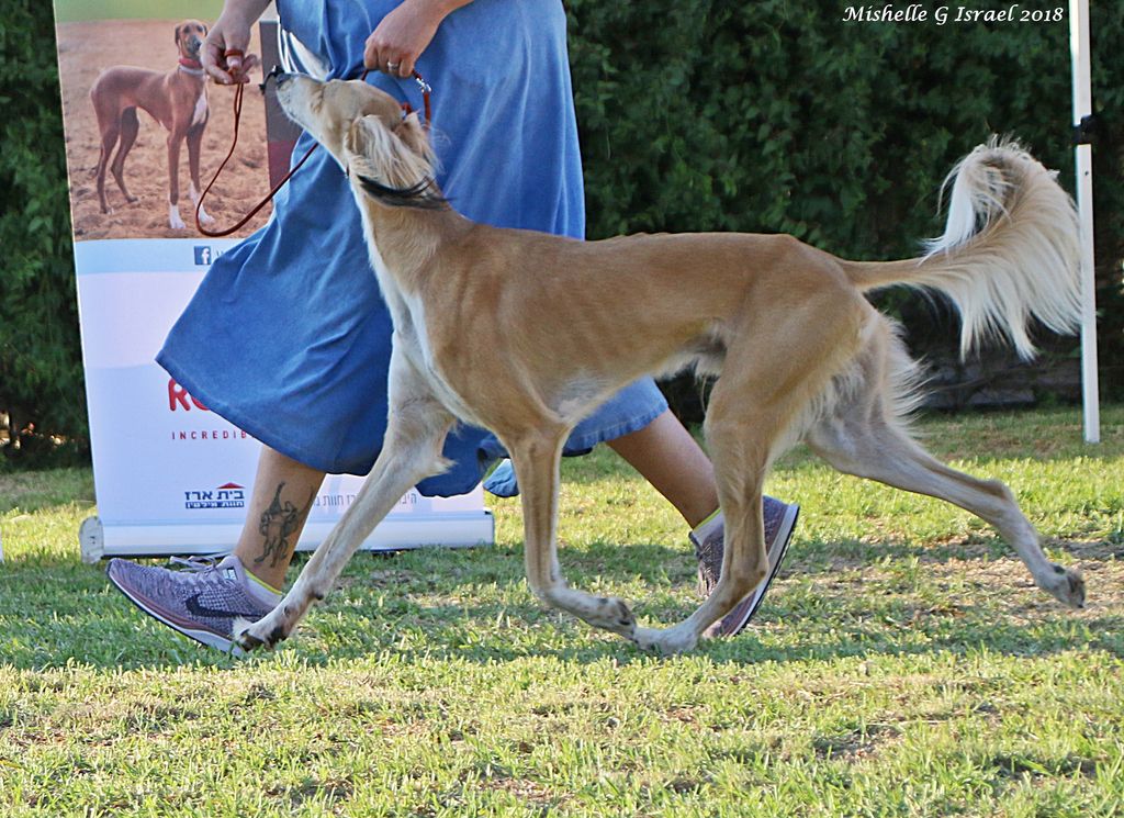 can a saluki live in israel