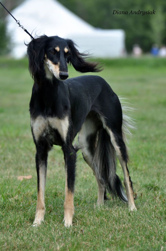 Black and hot sale tan saluki