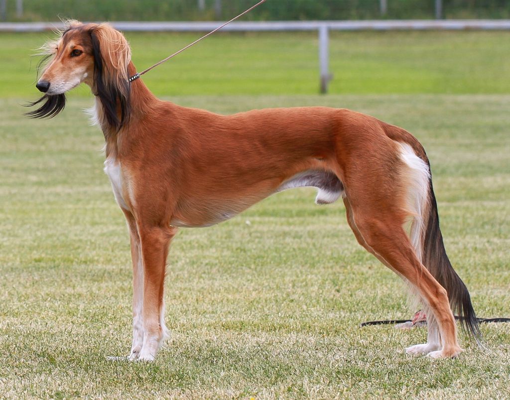 Saluki - The Breed Archive