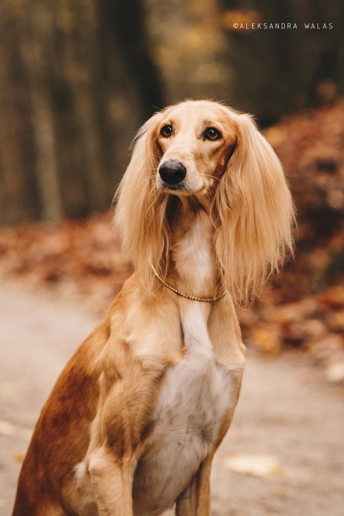 Blonde saluki clearance