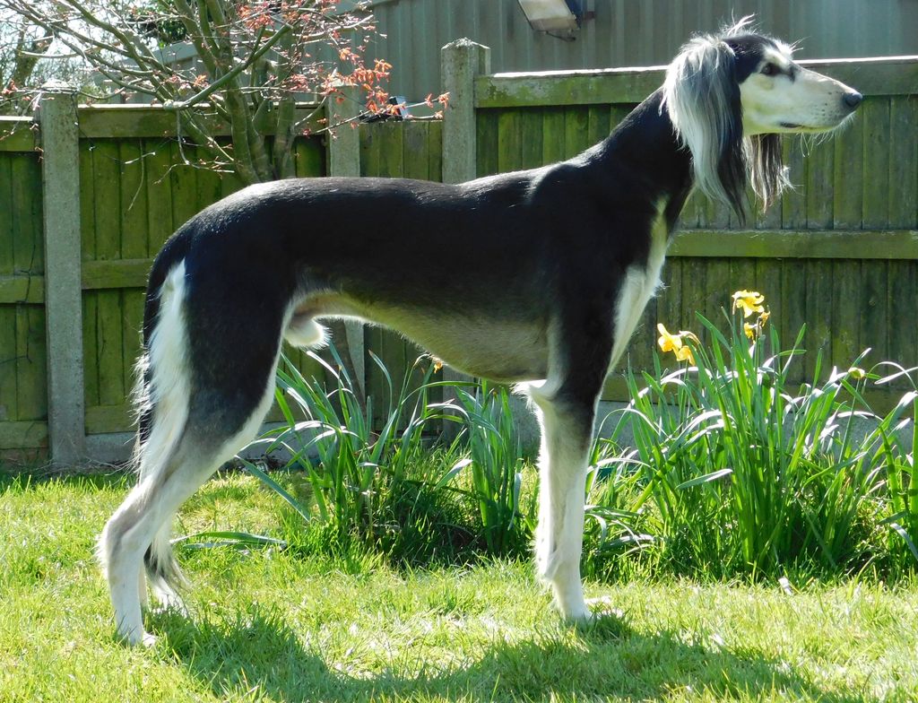 Saluki The Breed Archive