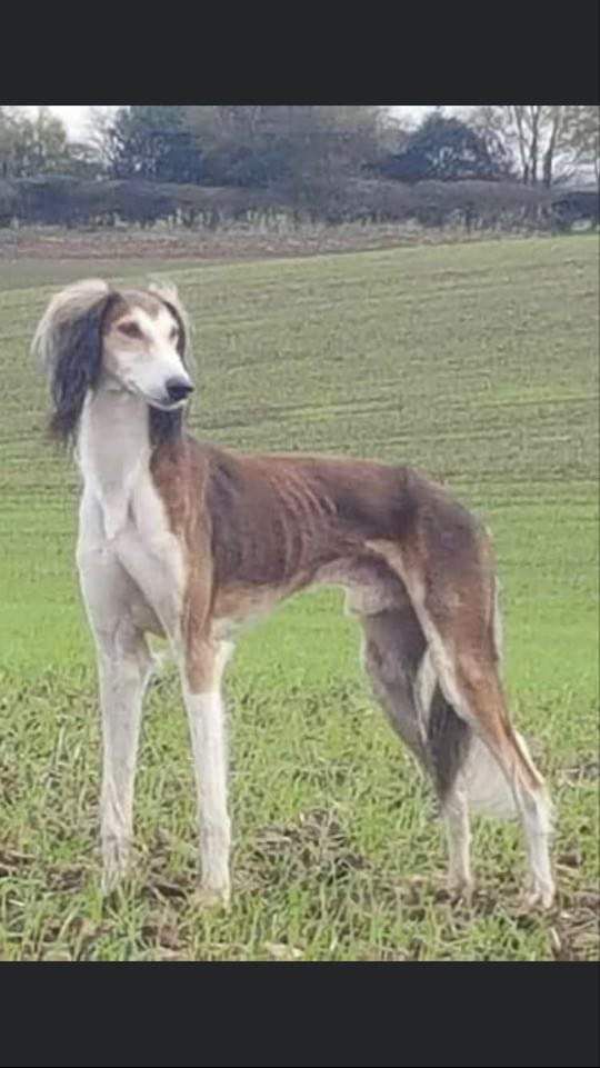 Khan jihad sale saluki