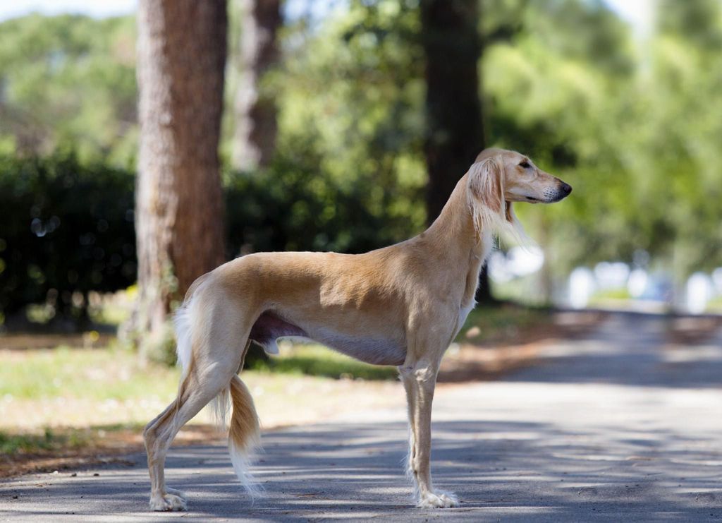 Saluki The Breed Archive
