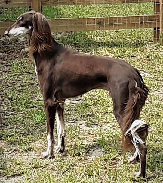 Saluki The Breed Archive