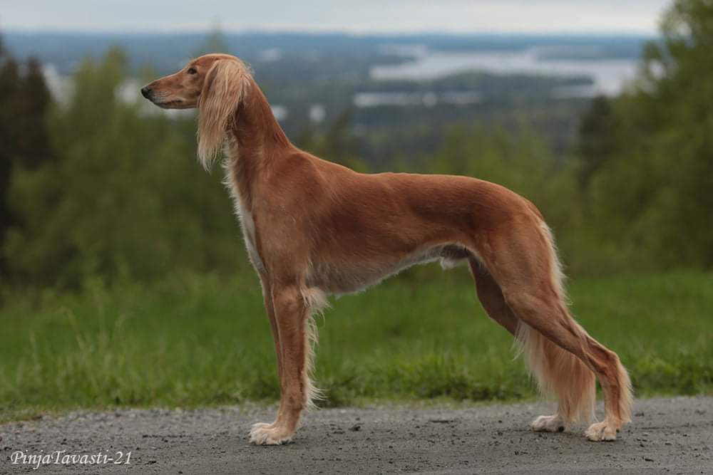 Saluki The Breed Archive