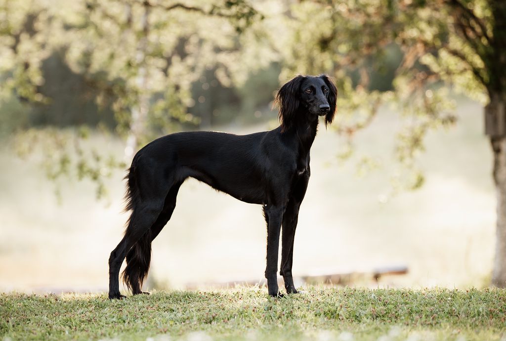 Black store saluki dog