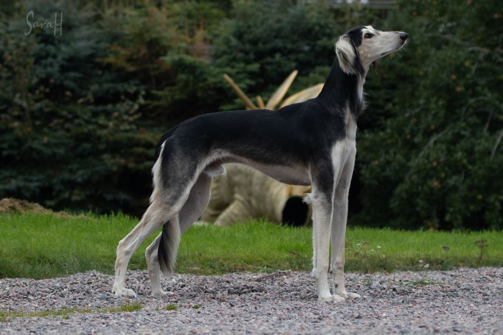 Saluki - The Breed Archive