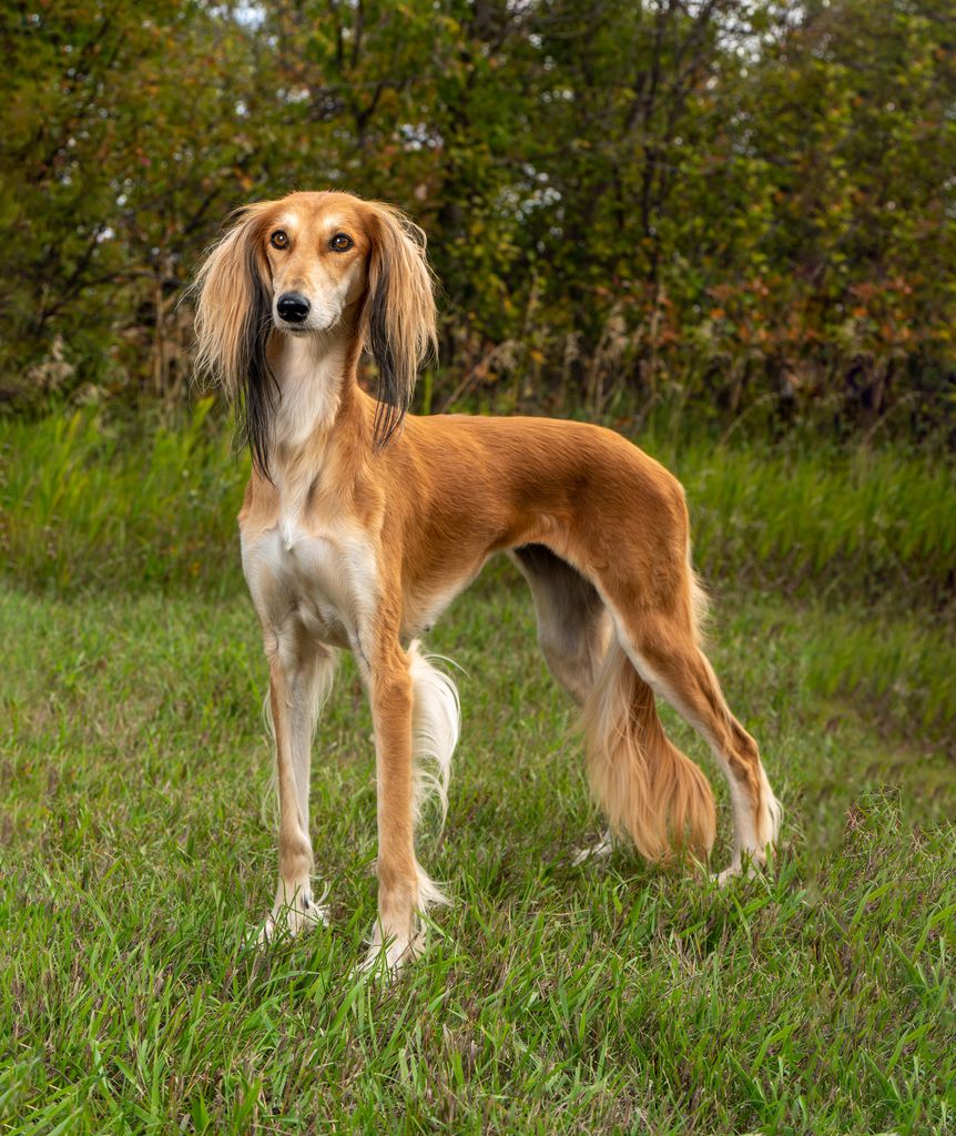 Feathered saluki best sale