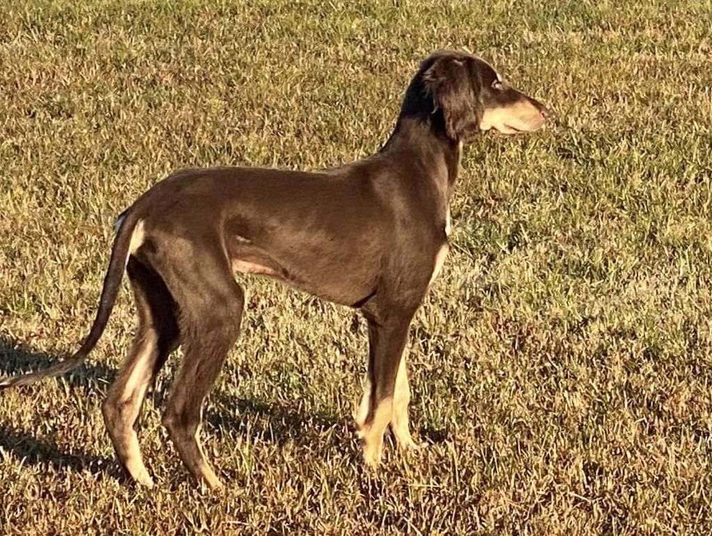 Saluki The Breed Archive