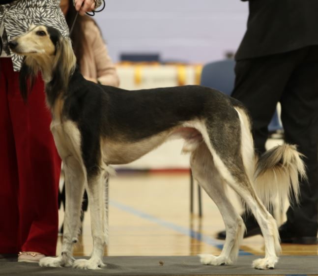 Saluki The Breed Archive