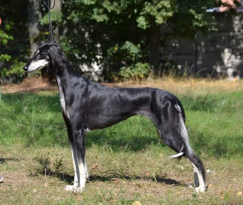 Saluki Black And White | atelier-yuwa.ciao.jp