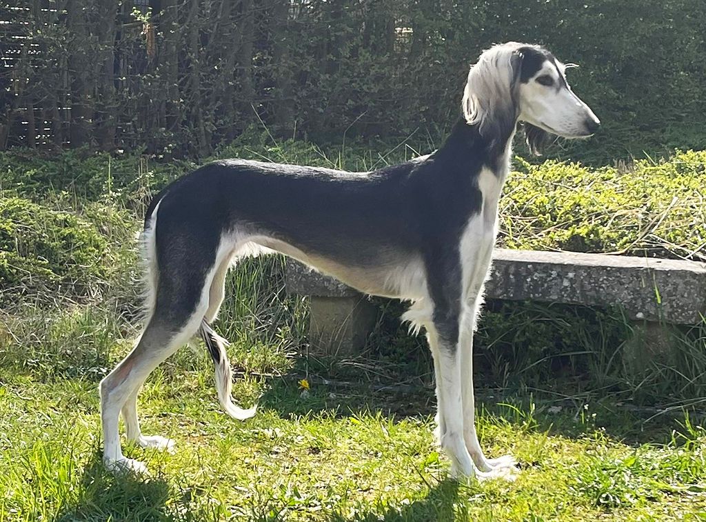 Grey saluki hot sale