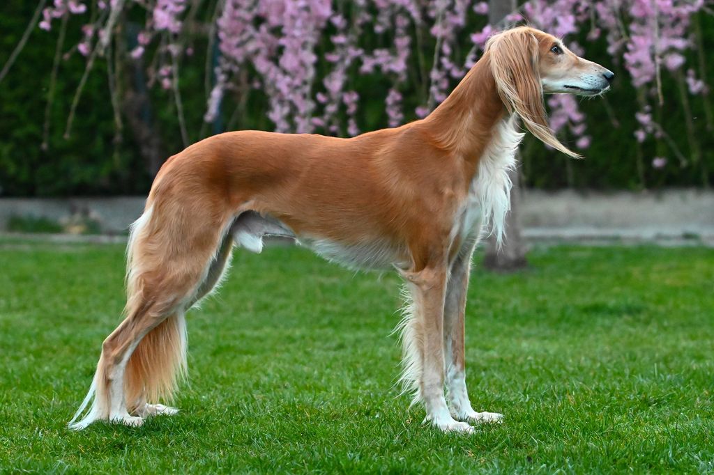 Saluki The Breed Archive