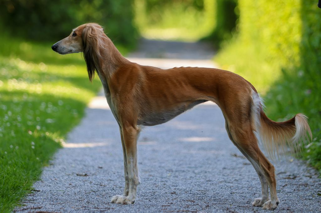 Saluki red best sale