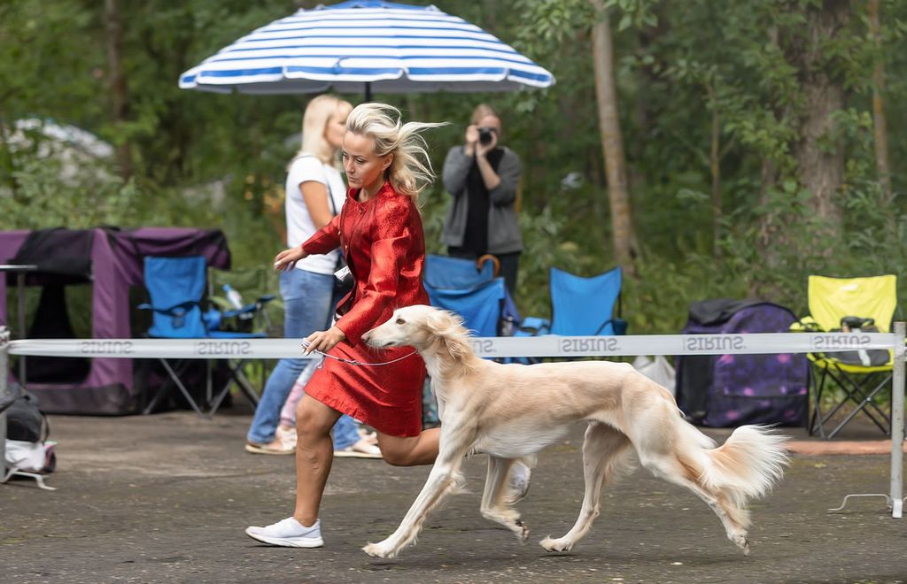 Saluki Umbrella Saluki Umbrella