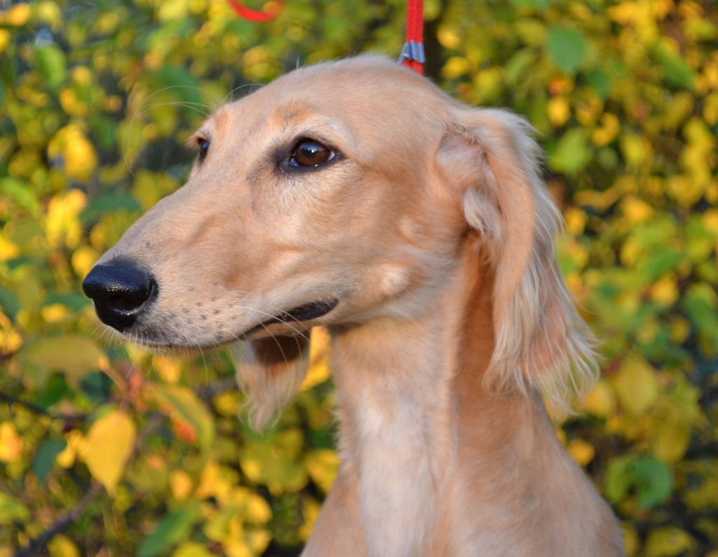 Saluki - The Breed Archive