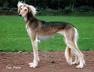 Profile picture of the animal