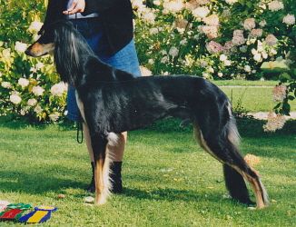Profile picture of the animal