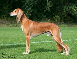 Profile picture of the animal