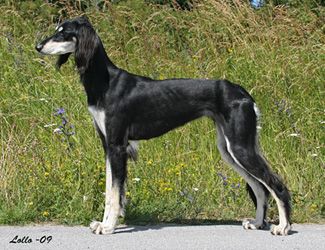 Profile picture of the animal