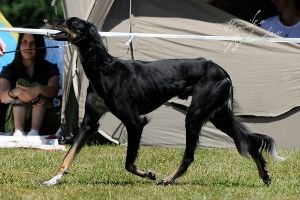 Profile picture of the animal