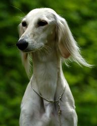 Profile picture of the animal