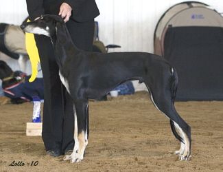 Profile picture of the animal