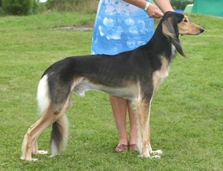 Profile picture of the animal