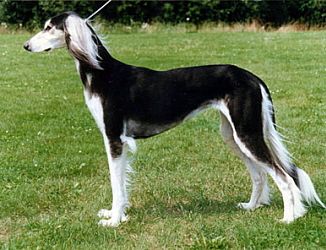 Profile picture of the animal