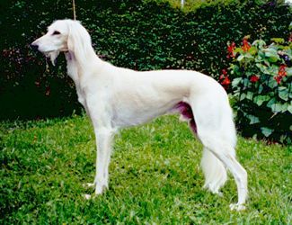 Profile picture of the animal