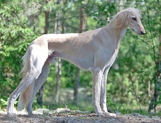 Profile picture of the animal