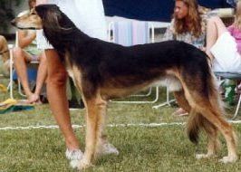 Profile picture of the animal